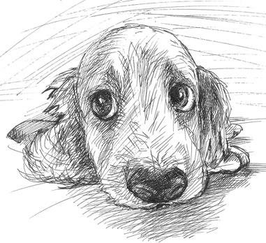 Иллюстрация к книге — Любовь к каждой собаке [i_022.jpg]