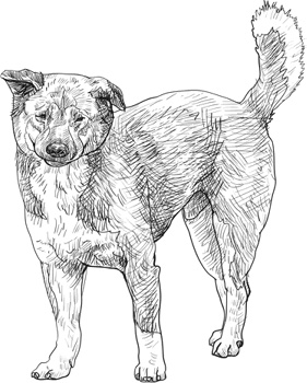 Иллюстрация к книге — Любовь к каждой собаке [i_027.jpg]