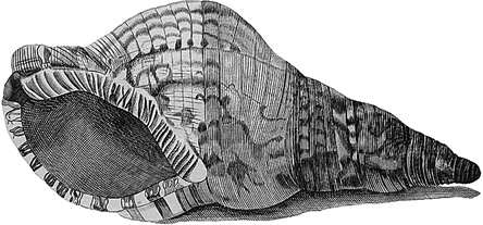 Иллюстрация к книге — Лагуна. Как Аристотель придумал науку  [i_001.jpg]