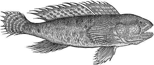 Иллюстрация к книге — Лагуна. Как Аристотель придумал науку  [i_003.jpg]
