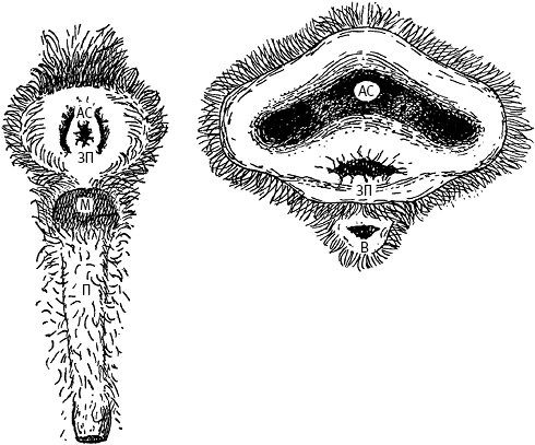 Иллюстрация к книге — Лагуна. Как Аристотель придумал науку  [i_010.jpg]