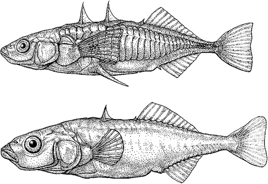 Иллюстрация к книге — Лагуна. Как Аристотель придумал науку  [i_027.jpg]