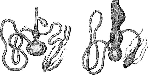 Иллюстрация к книге — Лагуна. Как Аристотель придумал науку  [i_030.jpg]