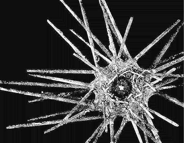 Иллюстрация к книге — Лагуна. Как Аристотель придумал науку  [i_031.jpg]