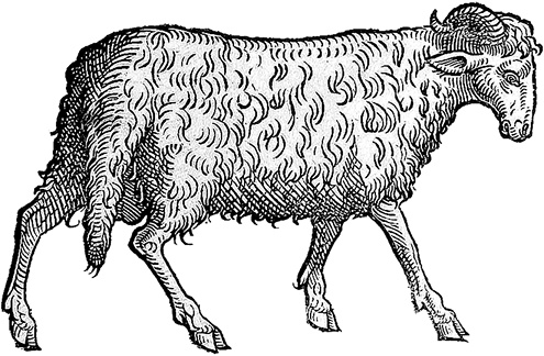 Иллюстрация к книге — Лагуна. Как Аристотель придумал науку  [i_045.jpg]