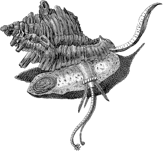 Иллюстрация к книге — Лагуна. Как Аристотель придумал науку  [i_048.jpg]