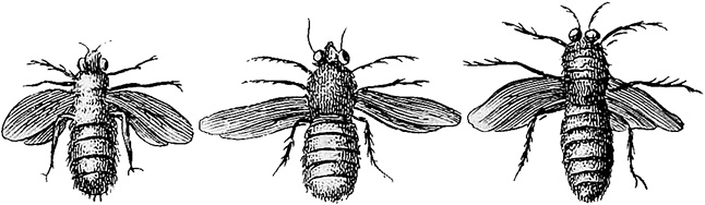 Иллюстрация к книге — Лагуна. Как Аристотель придумал науку  [i_052.jpg]