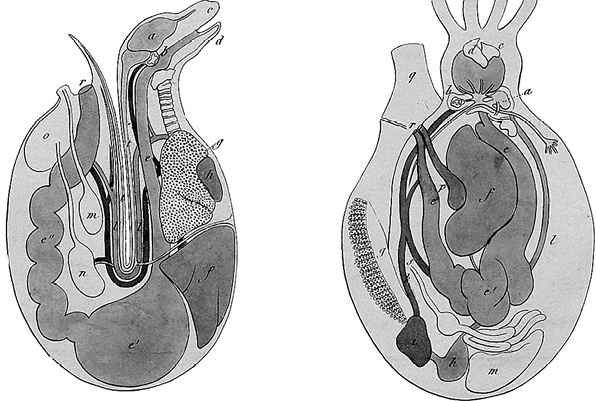 Иллюстрация к книге — Лагуна. Как Аристотель придумал науку  [i_054.jpg]