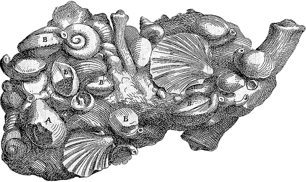 Иллюстрация к книге — Лагуна. Как Аристотель придумал науку  [i_056.jpg]