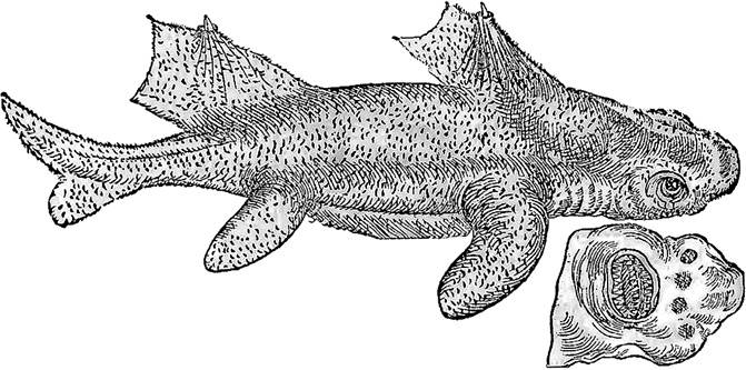 Иллюстрация к книге — Лагуна. Как Аристотель придумал науку  [i_058.jpg]