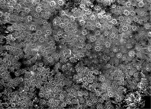 Иллюстрация к книге — Лагуна. Как Аристотель придумал науку  [i_061.jpg]