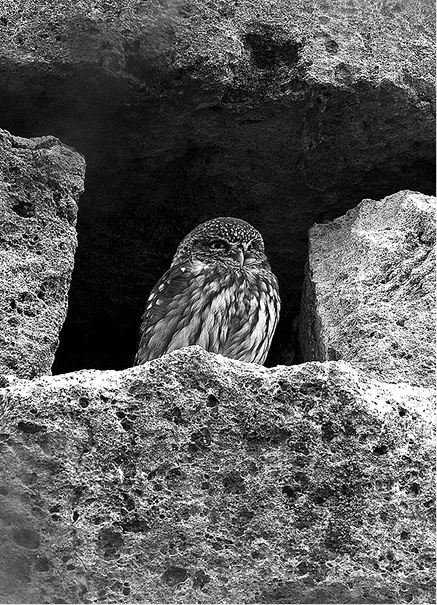 Иллюстрация к книге — Лагуна. Как Аристотель придумал науку  [i_062.jpg]