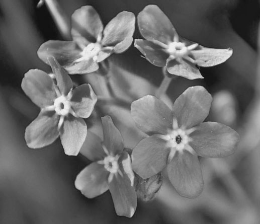 Иллюстрация к книге — Античный мир «Игры престолов» [i_015.jpg]