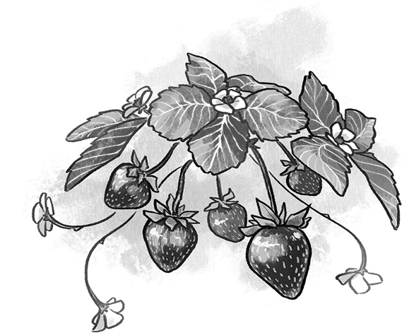 Иллюстрация к книге — Лагерь полукровок: совершенно секретно [i_028.jpg]