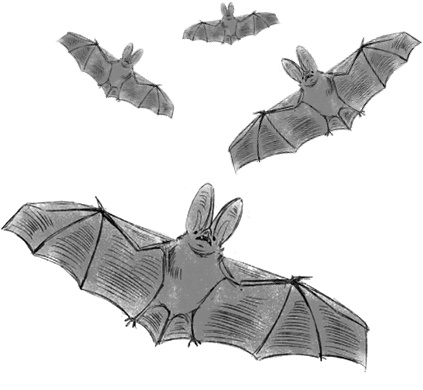 Иллюстрация к книге — Страшные истории для рассказа в темноте [i_002.jpg]