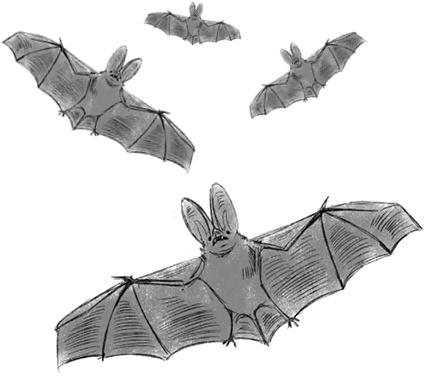 Иллюстрация к книге — Страшные истории для рассказа в темноте [i_049.jpg]