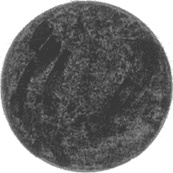 Иллюстрация к книге — Семь сестер [i_003.jpg]