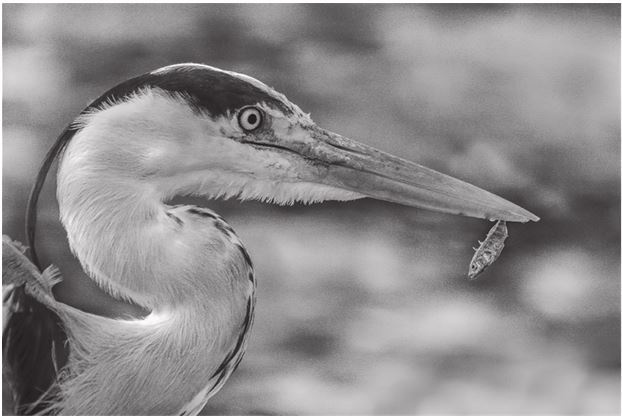 Иллюстрация к книге — 42 истории для менеджера, или Сказки на ночь от Генри Минцберга [i_007.jpg]