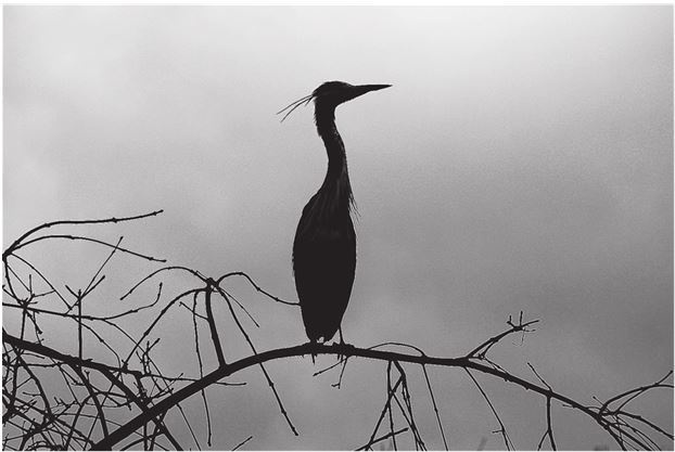 Иллюстрация к книге — 42 истории для менеджера, или Сказки на ночь от Генри Минцберга [i_009.jpg]