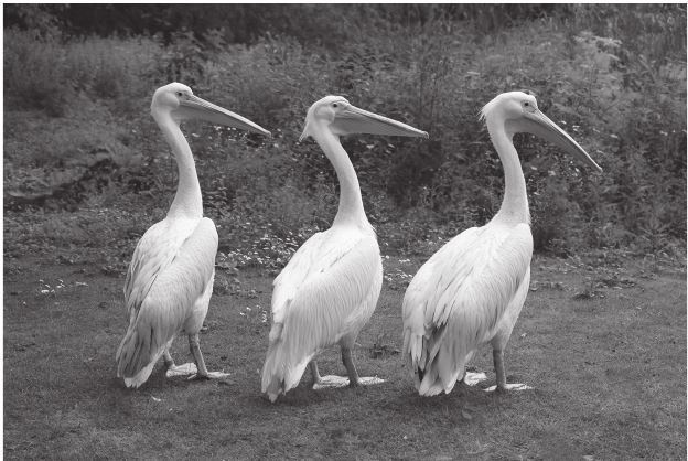 Иллюстрация к книге — 42 истории для менеджера, или Сказки на ночь от Генри Минцберга [i_020.jpg]