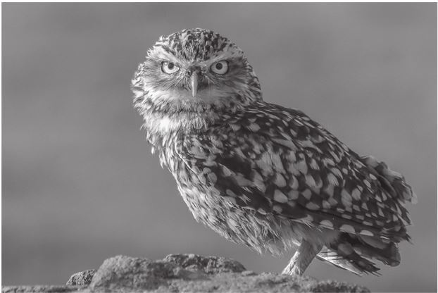 Иллюстрация к книге — 42 истории для менеджера, или Сказки на ночь от Генри Минцберга [i_032.jpg]