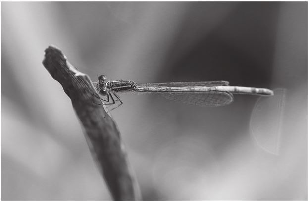 Иллюстрация к книге — 42 истории для менеджера, или Сказки на ночь от Генри Минцберга [i_041.jpg]