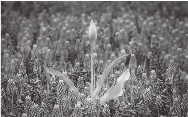 Иллюстрация к книге — 42 истории для менеджера, или Сказки на ночь от Генри Минцберга [i_042.jpg]