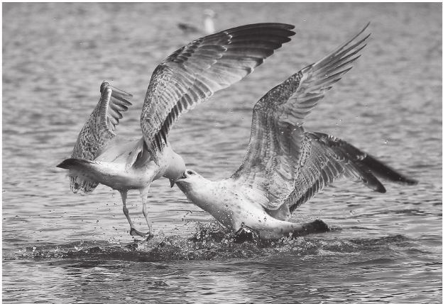 Иллюстрация к книге — 42 истории для менеджера, или Сказки на ночь от Генри Минцберга [i_043.jpg]