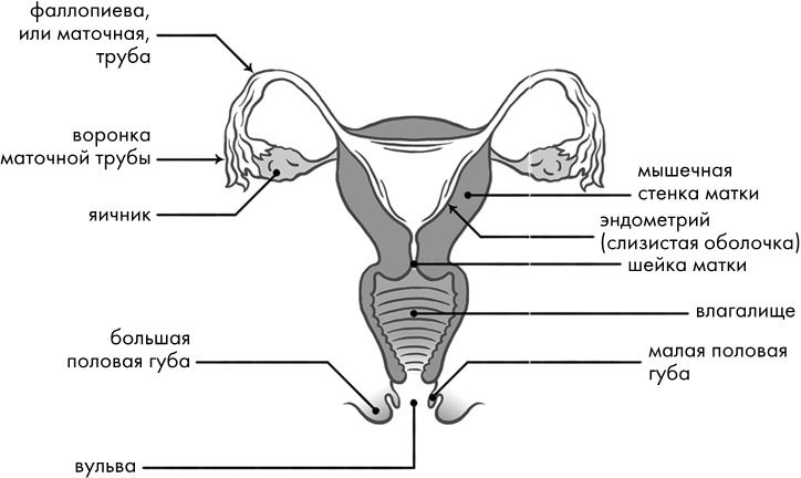 Иллюстрация к книге — Розовая революция [i_007.jpg]