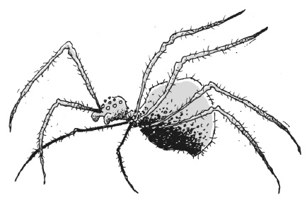 Иллюстрация к книге — Последний цирковой тигр [i_053.jpg]