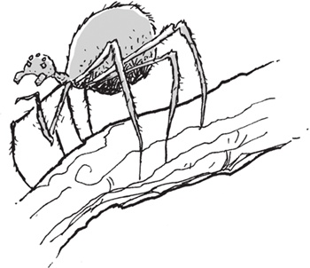 Иллюстрация к книге — Лошадь по имени Луна [i_059.jpg]