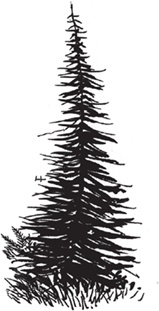 Иллюстрация к книге — Лошадь по имени Луна [i_065.jpg]