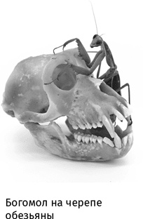 Иллюстрация к книге — Маленький плохой заяц, или Взаимосвязь религии и окружающей среды [i_020.jpg]