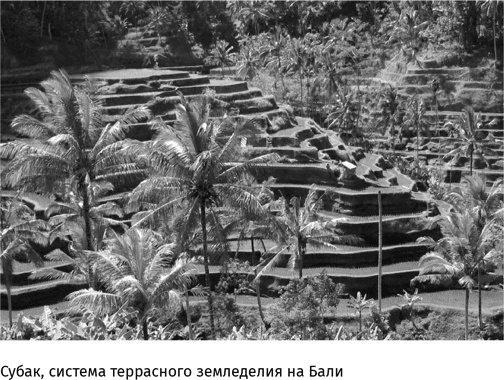 Иллюстрация к книге — Маленький плохой заяц, или Взаимосвязь религии и окружающей среды [i_070.jpg]