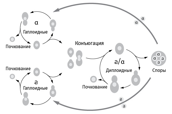 Иллюстрация к книге — Перспективы отбора [i_029.jpg]