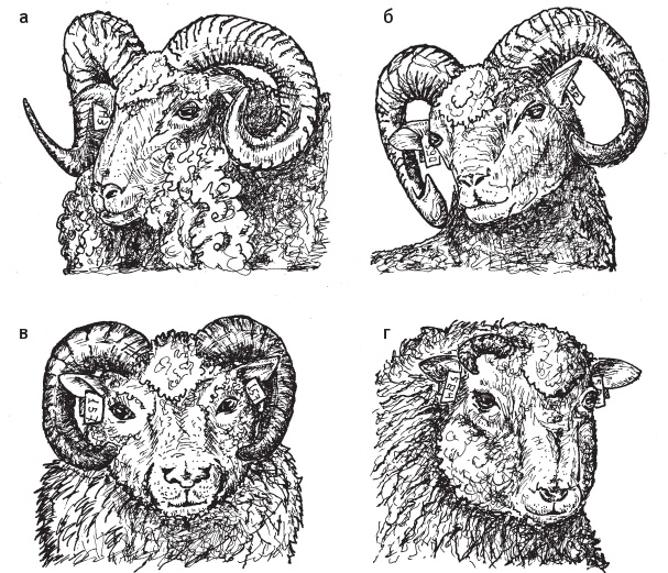 Иллюстрация к книге — Перспективы отбора [i_037.jpg]