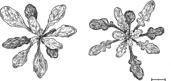 Иллюстрация к книге — Перспективы отбора [i_060.jpg]