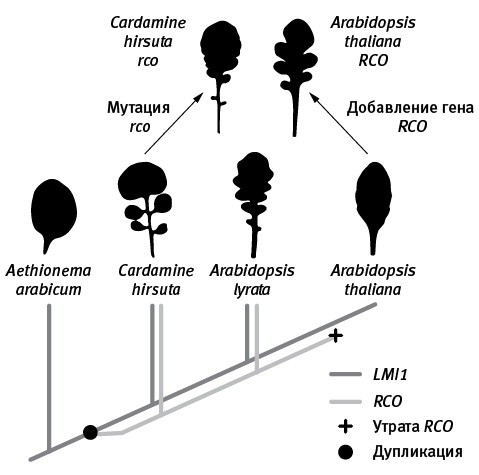 Иллюстрация к книге — Перспективы отбора [i_061.jpg]