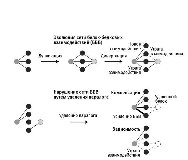 Иллюстрация к книге — Перспективы отбора [i_065.jpg]
