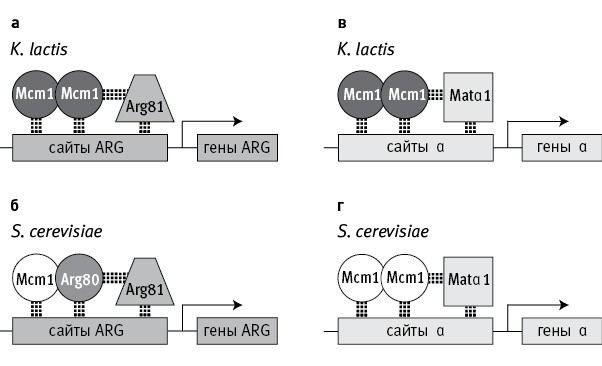 Иллюстрация к книге — Перспективы отбора [i_068.jpg]