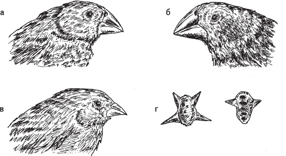 Иллюстрация к книге — Перспективы отбора [i_098.jpg]