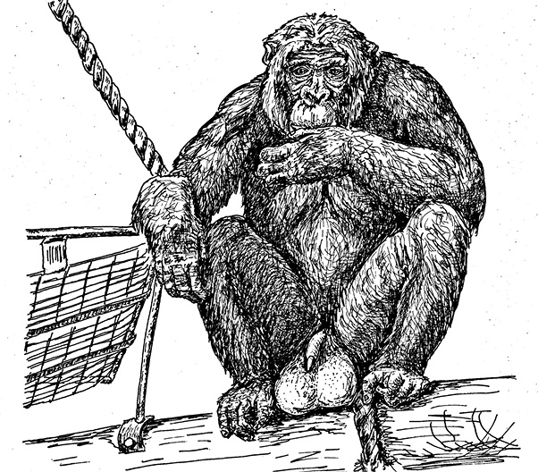 Иллюстрация к книге — Перспективы отбора [i_133.jpg]