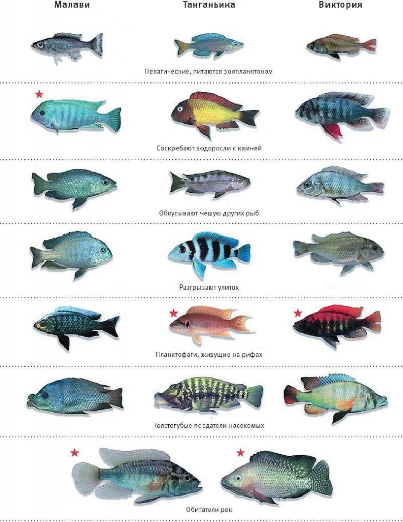 Иллюстрация к книге — Перспективы отбора [i_146.jpg]