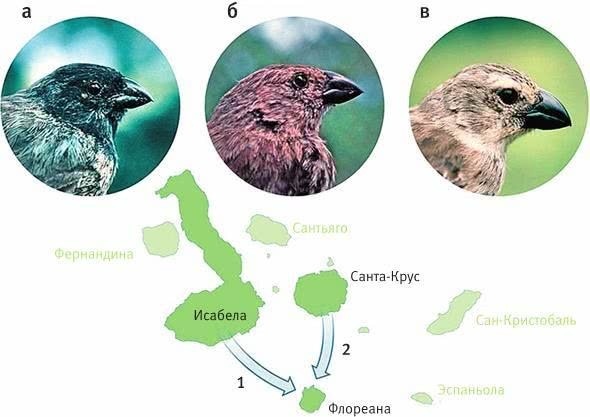 Иллюстрация к книге — Перспективы отбора [i_147.jpg]