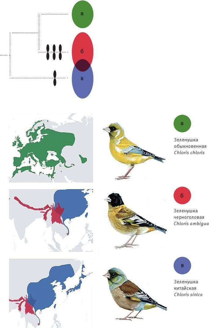 Иллюстрация к книге — Перспективы отбора [i_149.jpg]