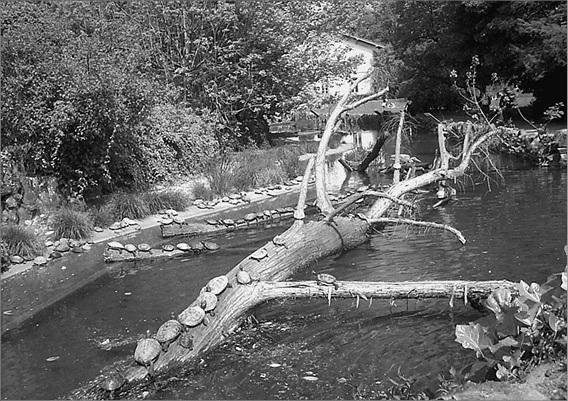 Иллюстрация к книге — Франция. Страна королей и пяти республик  [_124.jpg]