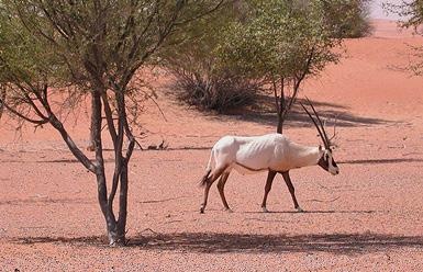 Иллюстрация к книге — Дубай. Волшебный сон, ставший явью [d_013.jpg]