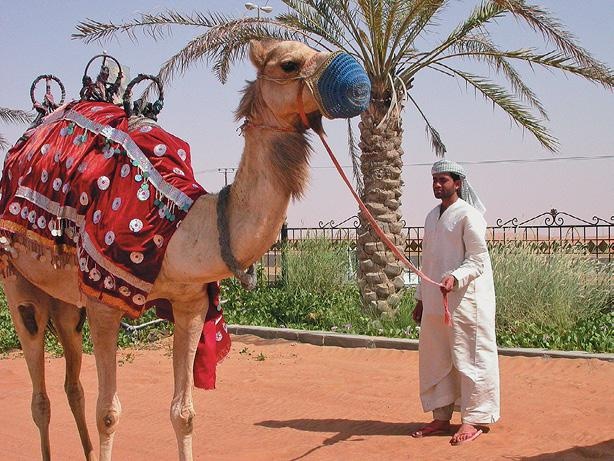 Иллюстрация к книге — Дубай. Волшебный сон, ставший явью [d_036.jpg]