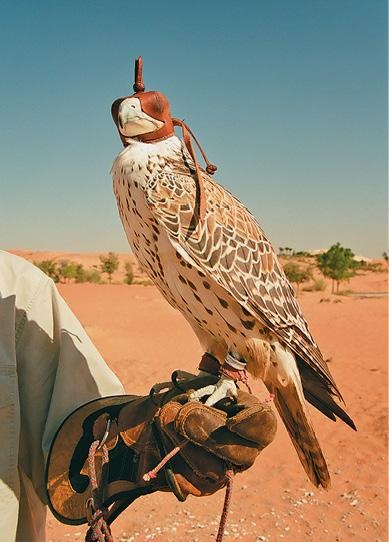 Иллюстрация к книге — Дубай. Волшебный сон, ставший явью [d_099.jpg]