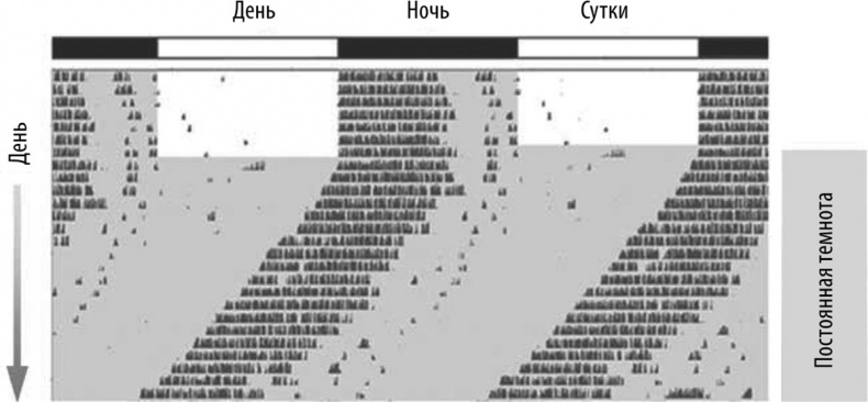 Иллюстрация к книге — Мозг – повелитель времени [i_006.jpg]